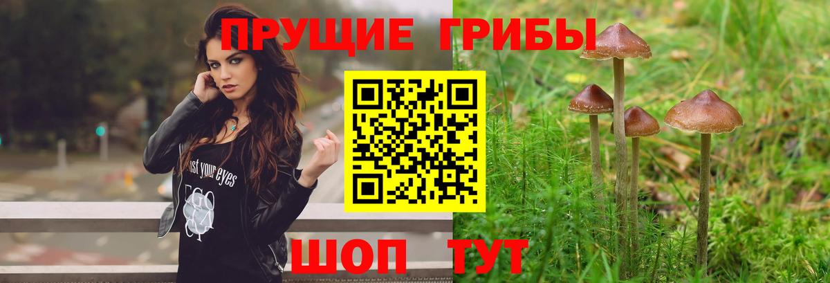 Галлюциногенные грибы Cubensis Старая Купавна